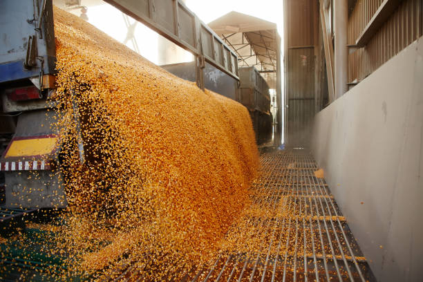 Seed Production